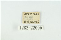 霧社環波紋蛾藏品圖，第3張