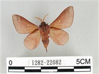 月斑枯葉蛾藏品圖，第2張