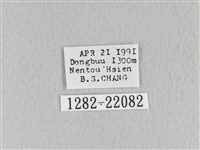 月斑枯葉蛾藏品圖，第3張