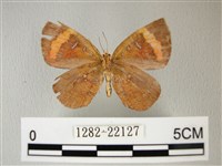 帶錨紋蛾藏品圖，第2張