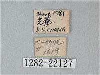 帶錨紋蛾藏品圖，第3張