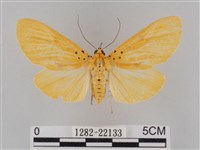 橙擬燈蛾藏品圖，第1張