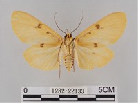 橙擬燈蛾藏品圖，第2張