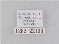 橙擬燈蛾藏品圖，第3張