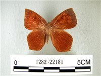 隱錨紋蛾藏品圖，第1張