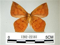 隱錨紋蛾藏品圖，第2張