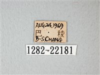 隱錨紋蛾藏品圖，第3張