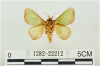 素木綠刺蛾藏品圖，第2張