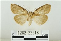 霧社環波紋蛾藏品圖，第1張