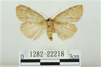 霧社環波紋蛾藏品圖，第2張