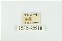 霧社環波紋蛾藏品圖，第3張