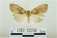 霧社環波紋蛾藏品圖，第1張