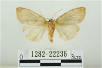 霧社環波紋蛾藏品圖，第2張