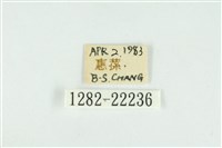 霧社環波紋蛾藏品圖，第3張