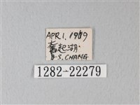 隱錨紋蛾藏品圖，第3張