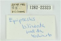 線平波紋蛾藏品圖，第3張