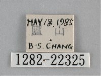眉原褐刺蛾藏品圖，第3張