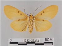 橙擬燈蛾藏品圖，第2張