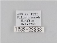 橙擬燈蛾藏品圖，第3張