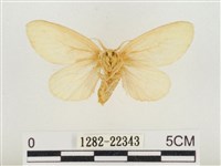 榕透翅毒蛾藏品圖，第2張