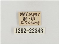 榕透翅毒蛾藏品圖，第3張