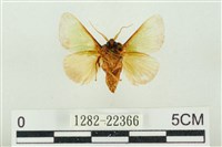 素木綠刺蛾藏品圖，第2張