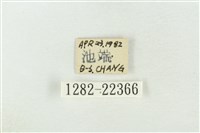 素木綠刺蛾藏品圖，第3張