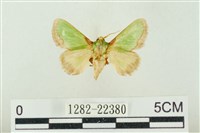 素木綠刺蛾藏品圖，第1張