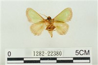 素木綠刺蛾藏品圖，第2張