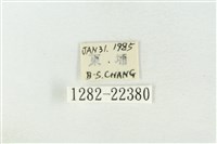 素木綠刺蛾藏品圖，第3張