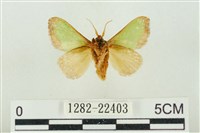 素木綠刺蛾藏品圖，第2張