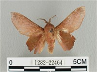 臺灣枯葉蛾藏品圖，第1張