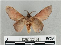 臺灣枯葉蛾藏品圖，第2張