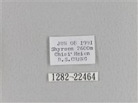 臺灣枯葉蛾藏品圖，第3張