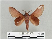 臺灣枯葉蛾藏品圖，第1張