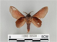 臺灣枯葉蛾藏品圖，第2張