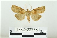 黑平波紋蛾藏品圖，第1張