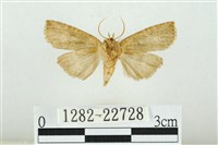 黑平波紋蛾藏品圖，第2張