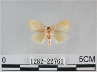 褐點仿眉刺蛾藏品圖，第2張