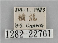 褐點仿眉刺蛾藏品圖，第3張