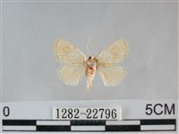 褐點仿眉刺蛾藏品圖，第1張