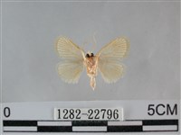 褐點仿眉刺蛾藏品圖，第2張