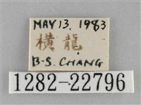 褐點仿眉刺蛾藏品圖，第3張