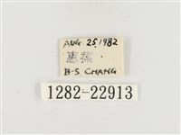 小白紋毒蛾藏品圖，第3張