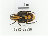 黃斑陷紋金龜藏品圖，第1張