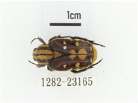 黃斑陷紋金龜藏品圖，第1張