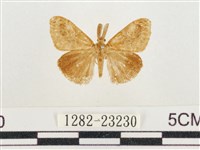 小白紋毒蛾藏品圖，第1張