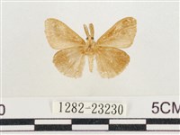 小白紋毒蛾藏品圖，第2張