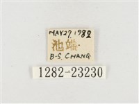 小白紋毒蛾藏品圖，第3張