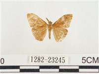 小白紋毒蛾藏品圖，第1張